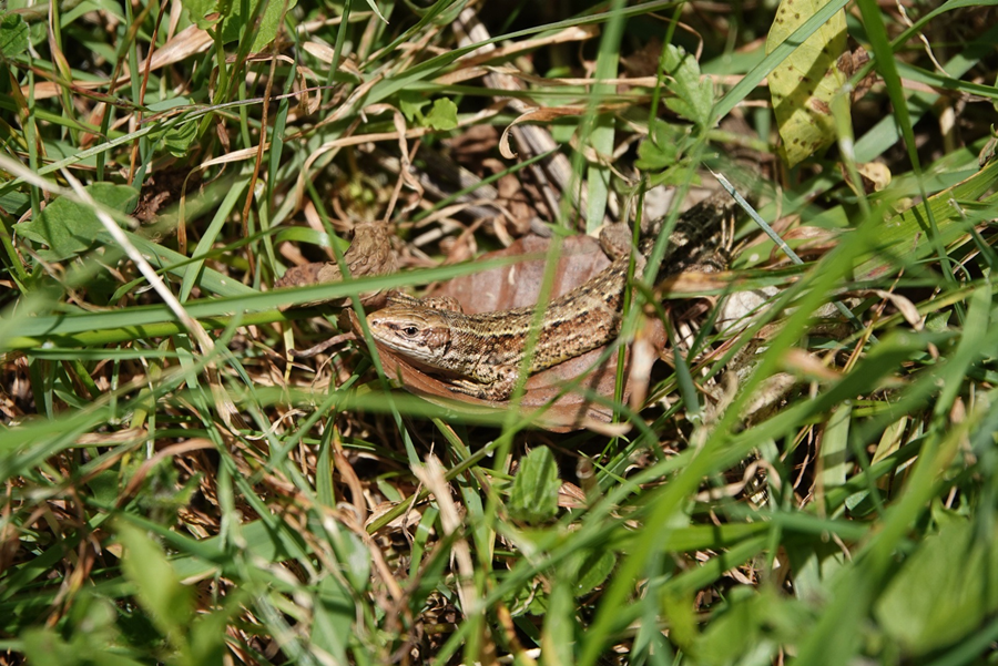 Lizard - Dave Piper